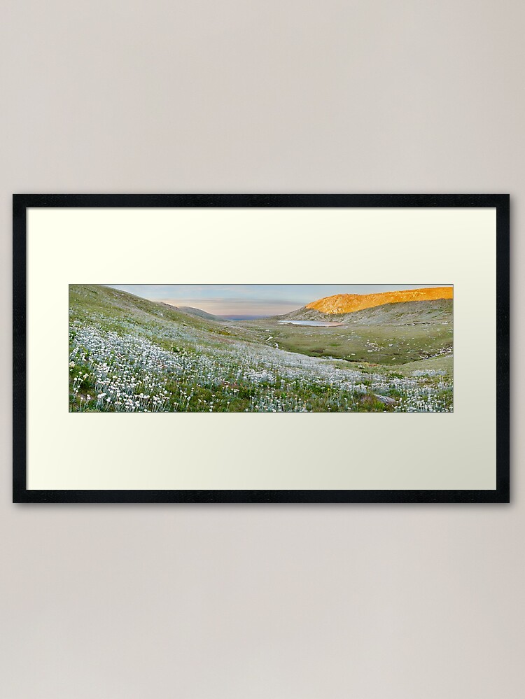Thumbnail 1 of 7, Framed Art Print, Wildflowers, Lake Cootapatamba, Kosciuszko, New South Wales, Australia designed and sold by Chockstone.