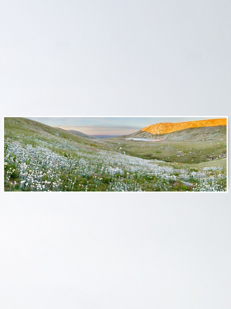 Thumbnail 1 of 3, Poster, Wildflowers, Lake Cootapatamba, Kosciuszko, New South Wales, Australia designed and sold by Chockstone.