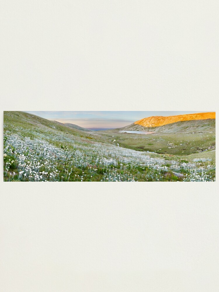 Thumbnail 1 of 3, Photographic Print, Wildflowers, Lake Cootapatamba, Kosciuszko, New South Wales, Australia designed and sold by Chockstone.