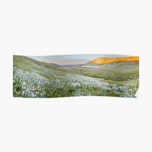 Wildflowers, Lake Cootapatamba, Kosciuszko, New South Wales, Australia Poster