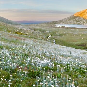 Artwork thumbnail, Wildflowers, Lake Cootapatamba, Kosciuszko, New South Wales, Australia by Michael Boniwell