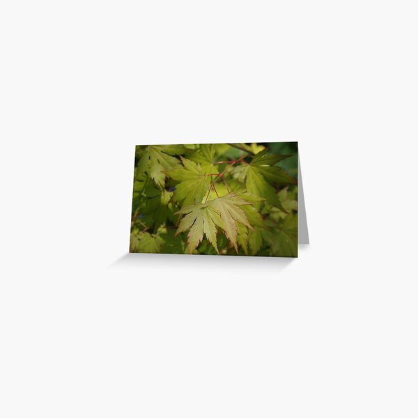 Item preview, Acer palmatum designed and sold by lezvee.