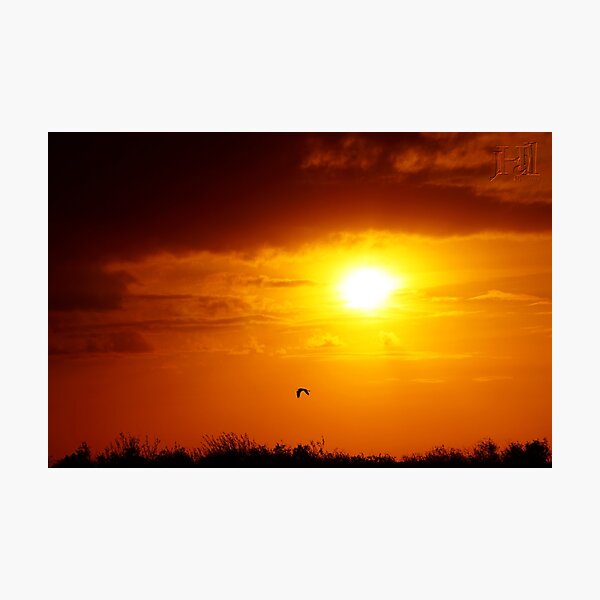 Item preview, Everglades Winter Sunset designed and sold by jrhall19.
