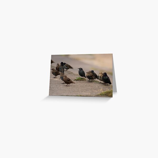 Item preview, Starlings designed and sold by davejw.