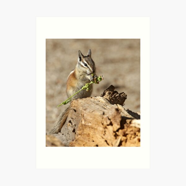 A feast fit for a chipmunk Art Print