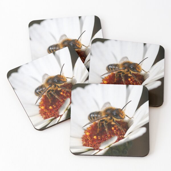 Item preview, Leaf-cutter bee on a daisy designed and sold by GreyFeatherPhot.