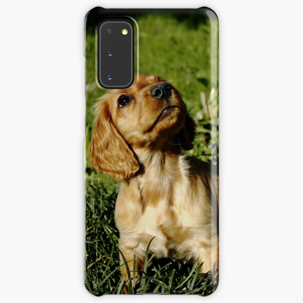 cute cocker spaniel puppies