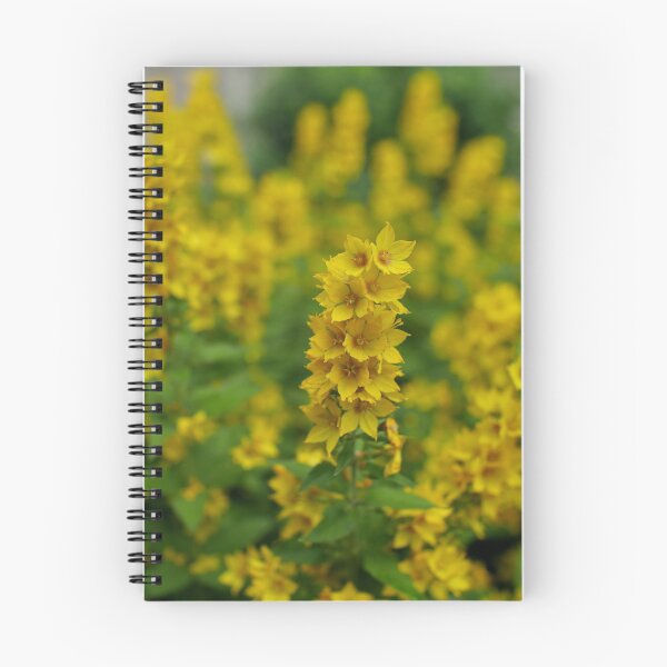 Item preview, gaillardia flower bright heads close to designed and sold by mrivserg.