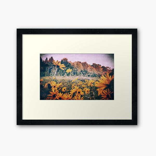 Yellow Flowers At Sunrise Framed Art Print
