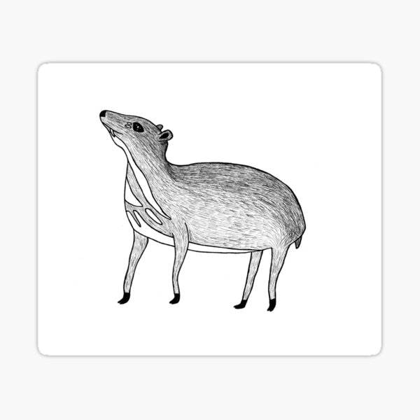 Chevrotain (ink illustrations of weird animals that are real) Sticker