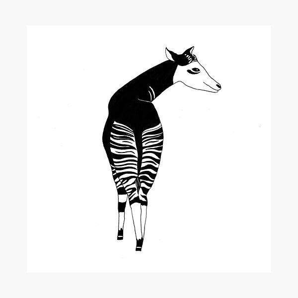 Okapi (ink illustrations of weird animals that are real) Photographic Print