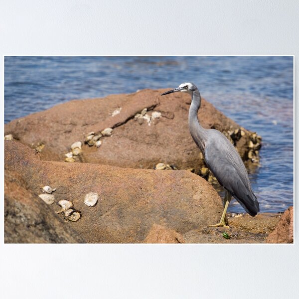 Item preview, heron at the beach designed and sold by Anne Scantlebury.