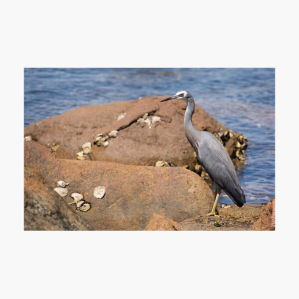 Item preview, heron at the beach designed and sold by Anne Scantlebury.