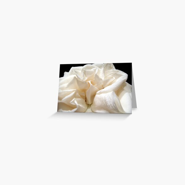 Rose Taffeta Greeting Card