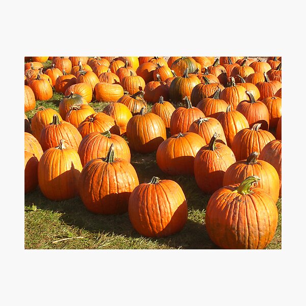 Pumpkins 'R Us Photographic Print