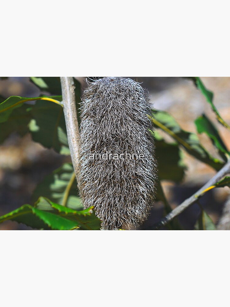 Banksia robur by andrachne