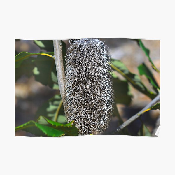 Banksia robur Poster
