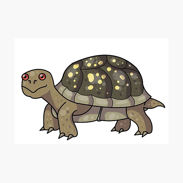 Box Turtle Photographic Print