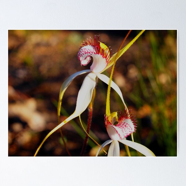 Item preview, stark white spider orchid narrogin foxes lair  designed and sold by peterbeaton.