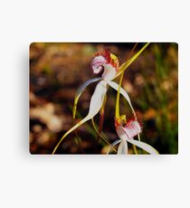 stark white spider orchid narrogin foxes lair Canvas Print