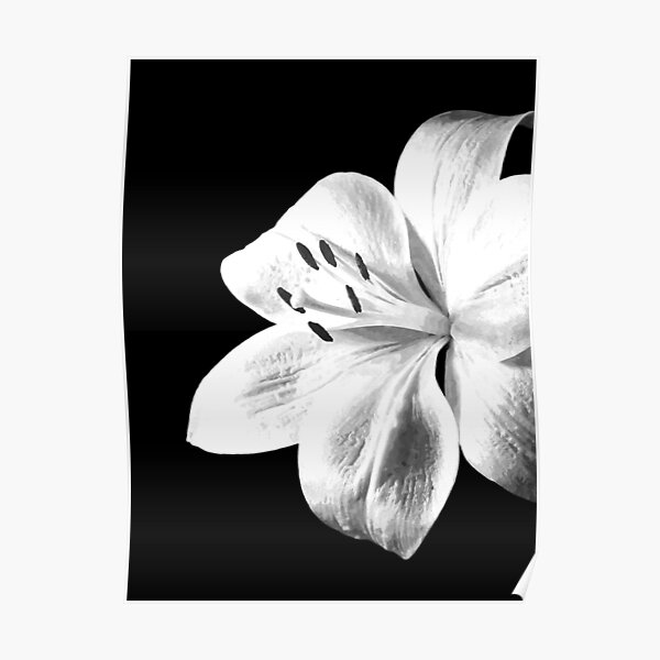 White Lily Black Background Poster