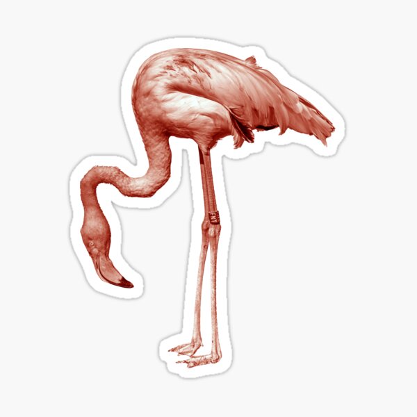 Monochrome - pink flamingo nr2 Sticker