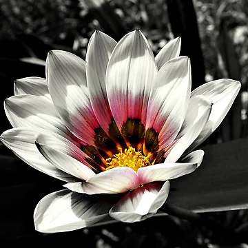 Artwork thumbnail, Focal Pink by Rinaldo Di Battista