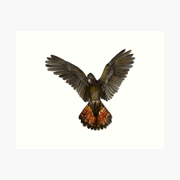 Item preview, Forest Red-tailed Black Cockatoo (Karrak) designed and sold by RedCloudDesign.