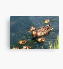 Mallard Family Metal Print