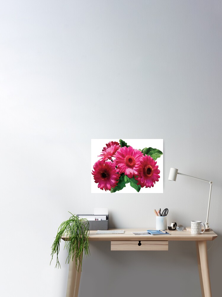 Dark Pink Gerbera Daisies