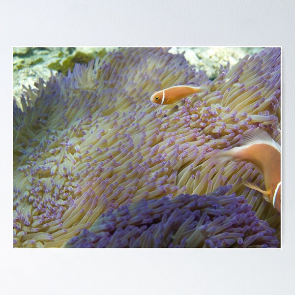 Item preview, Pink Anemone Fish designed and sold by goingdown.