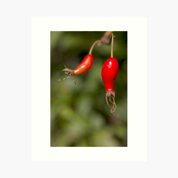Item preview, Fall Fruits designed and sold by Walter Quirtmair.