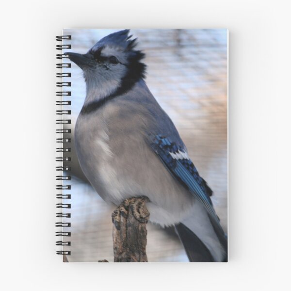 Item preview, Blue Jay(Cyganocitta Cristata) designed and sold by Larry Trupp.