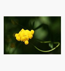 Bird's Foot Trefoil (Lotus Corniculatus)... Photographic Print