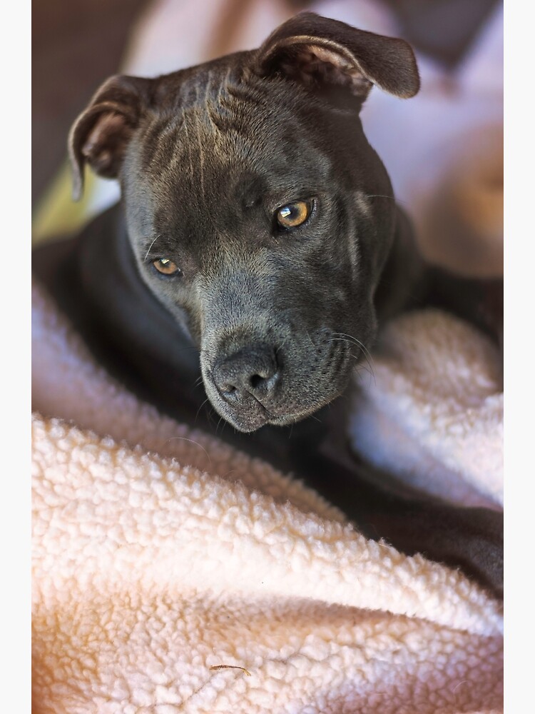 Pure hot sale blue staffy