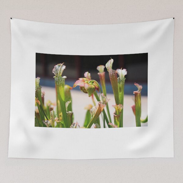 Item preview, Pitcher Plants designed and sold by Cynthia48.