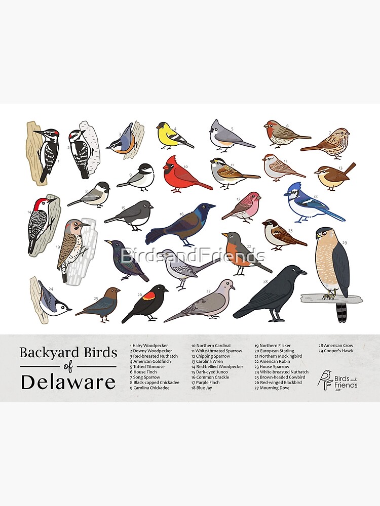 "Delaware Backyard Birds of Delaware Field Guide Print Bird Art