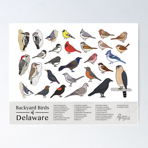 Item preview, Delaware - Backyard Birds of Delaware Field Guide Print - Bird Art Print - BirdsandFriends.co designed and sold by BirdsandFriends.