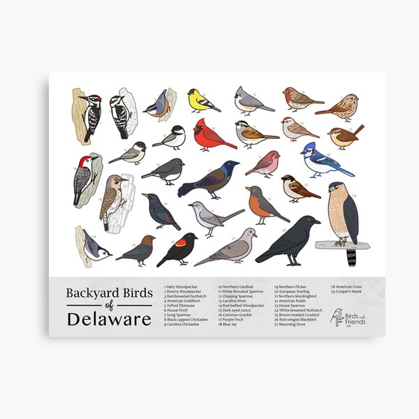Item preview, Delaware - Backyard Birds of Delaware Field Guide Print - Bird Art Print - BirdsandFriends.co designed and sold by BirdsandFriends.