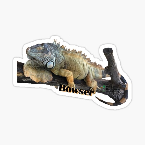 Bowser the Green Iguana Sticker