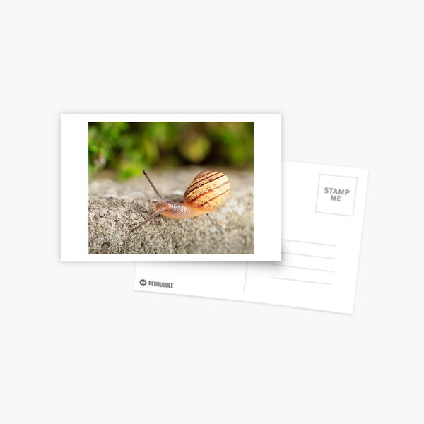 Snail Postcard