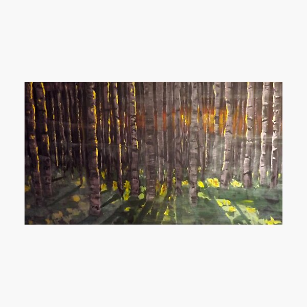 Birch forest at sunset Photographic Print