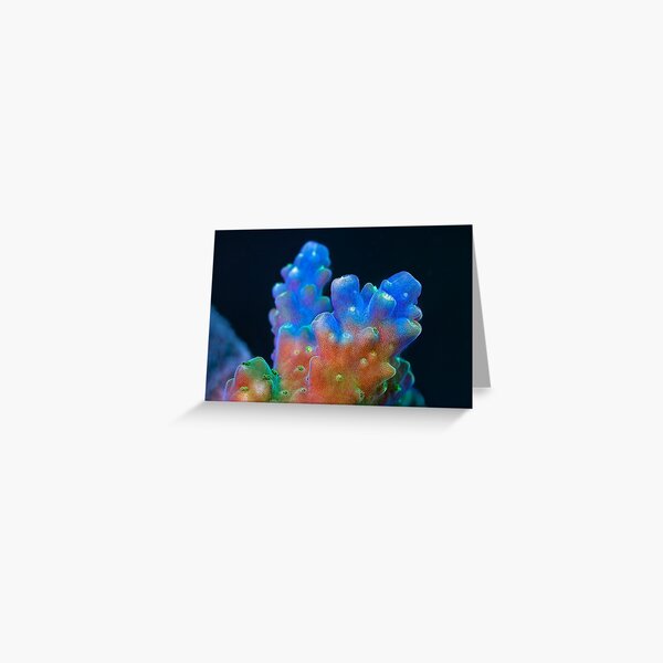 Acropora Greeting Card