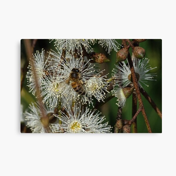 Item preview, Bee on gum blossom Diamond Creek Track 20150221 1546 designed and sold by Fred Mitchell.