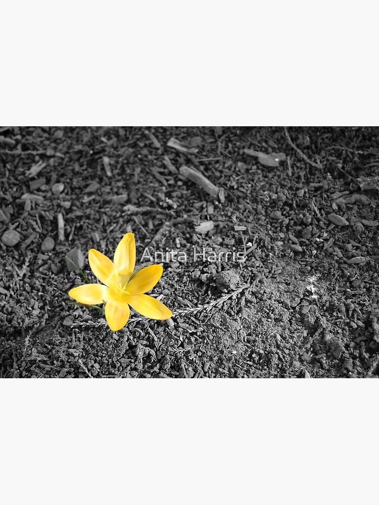 Crocus by plasticflower