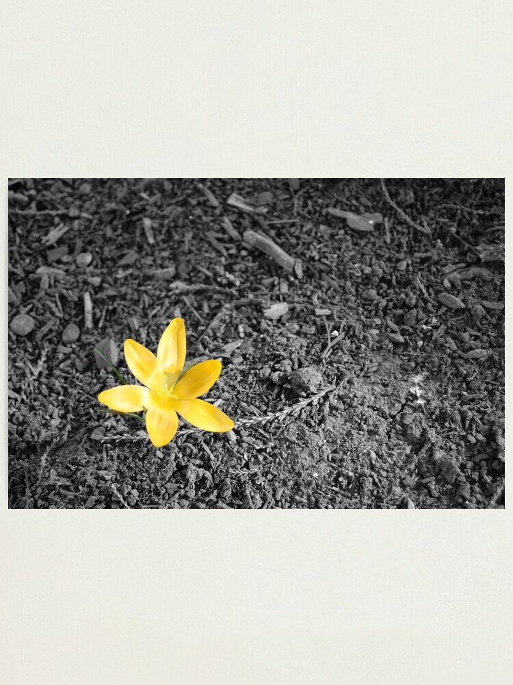 Alternate view of Crocus Photographic Print