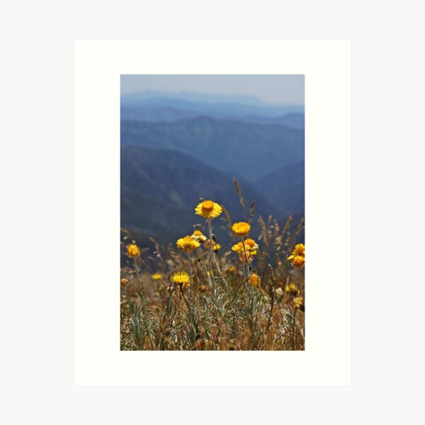 Item preview, Hotham Wildflower designed and sold by jessfleming.