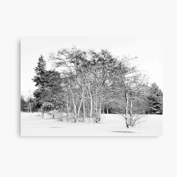 Winter trees Canvas Print