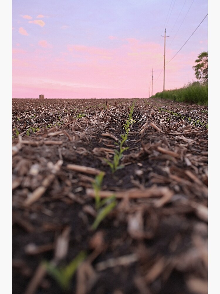 The Corn has Sprouted by utilityimage