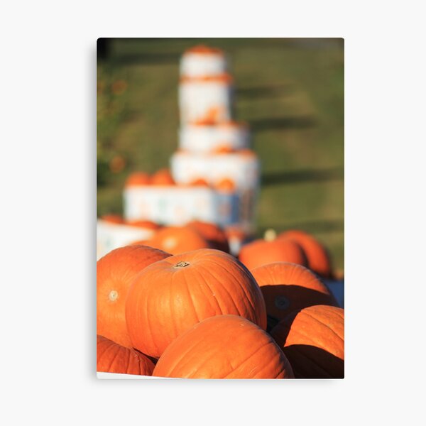 Pumpkin Harvest Canvas Print